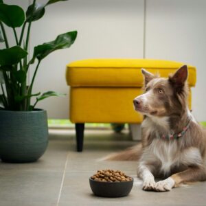 Pet Care